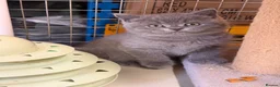 British Shorthair cats for sale: Blue BSH kittens - Advert 5