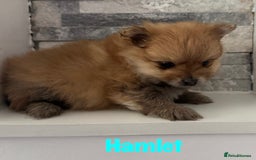 Pomeranian dogs for sale: 6 Pomeranian cherubs - Image 6