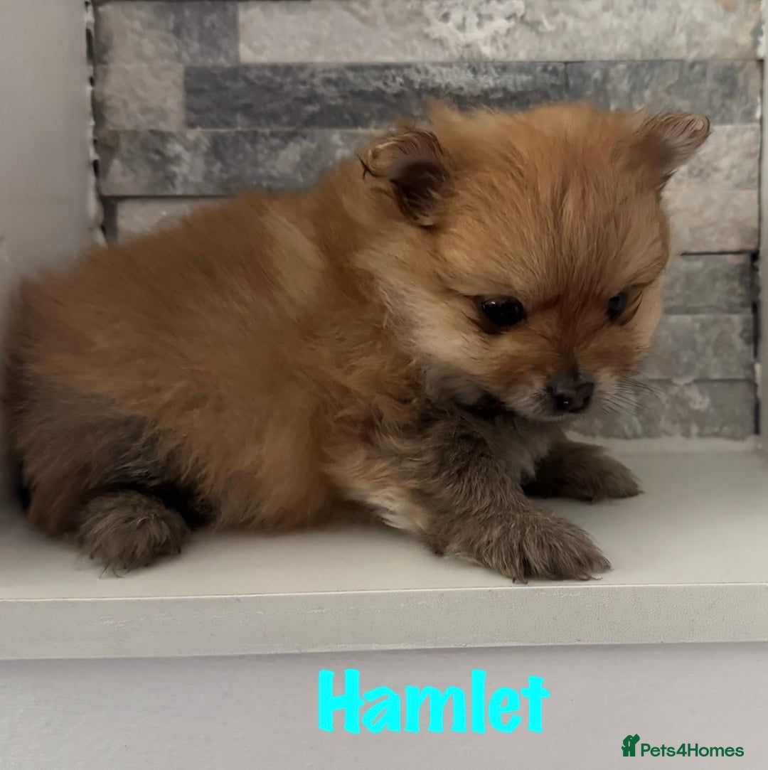 Pomeranian dogs for sale: 6 Pomeranian cherubs - Image 6