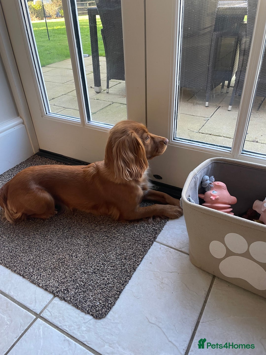 Cocker Spaniel dogs for sale: Health Tested Clear Cocker Spaniel Puppies  - Image 40