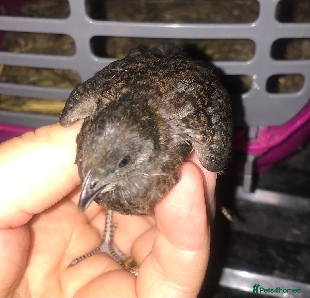 Quail poultry for sale: SEXED CHINESE PAINTED BUTTON QUAILS AVAILABLE ! - Image 3