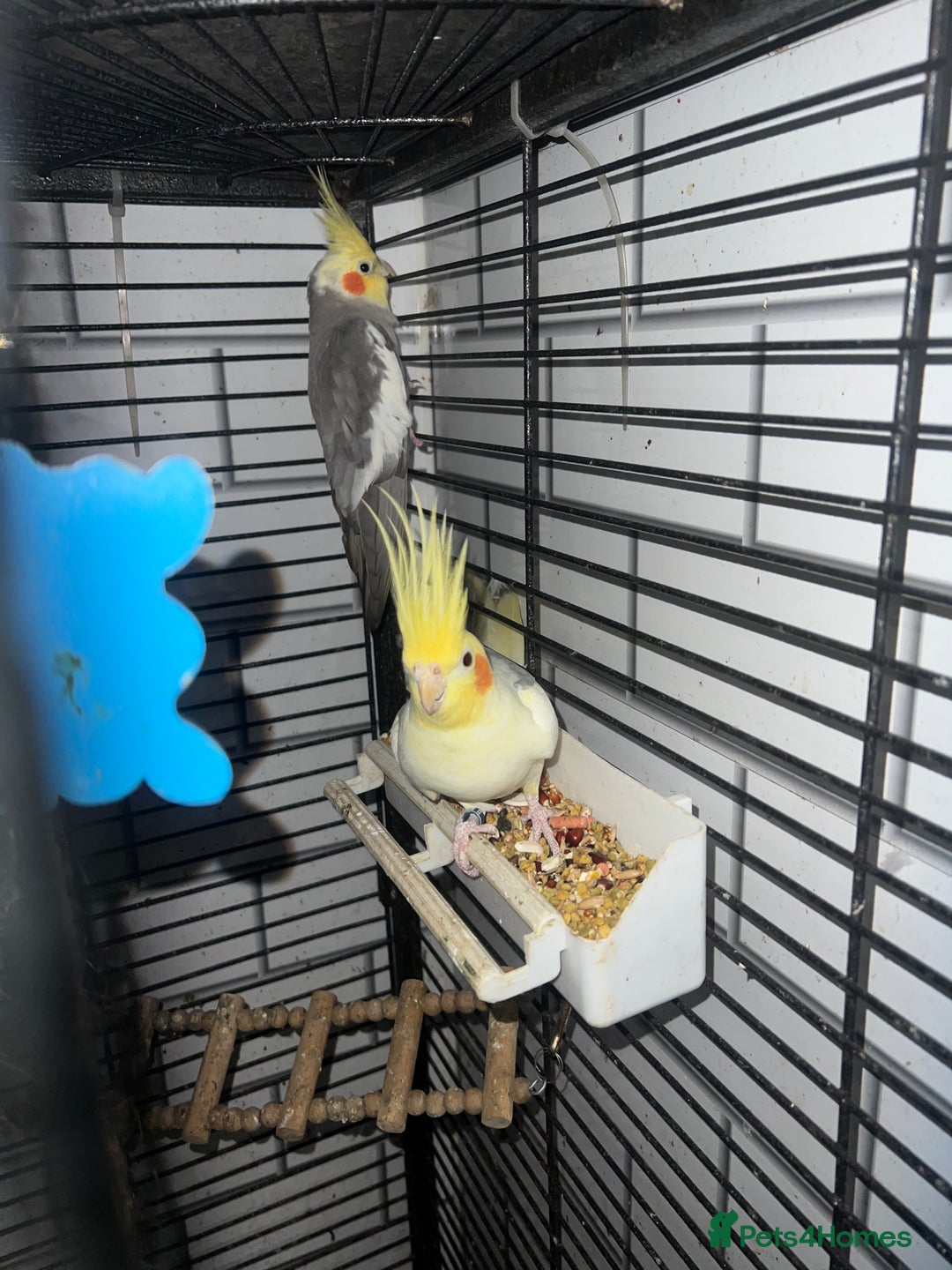 Mixed Breed birds for sale: Canaries, cockatiels budgies - Advert 11