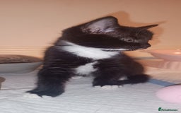 British Shorthair cats for sale: 8 week old female kitten - Image 3