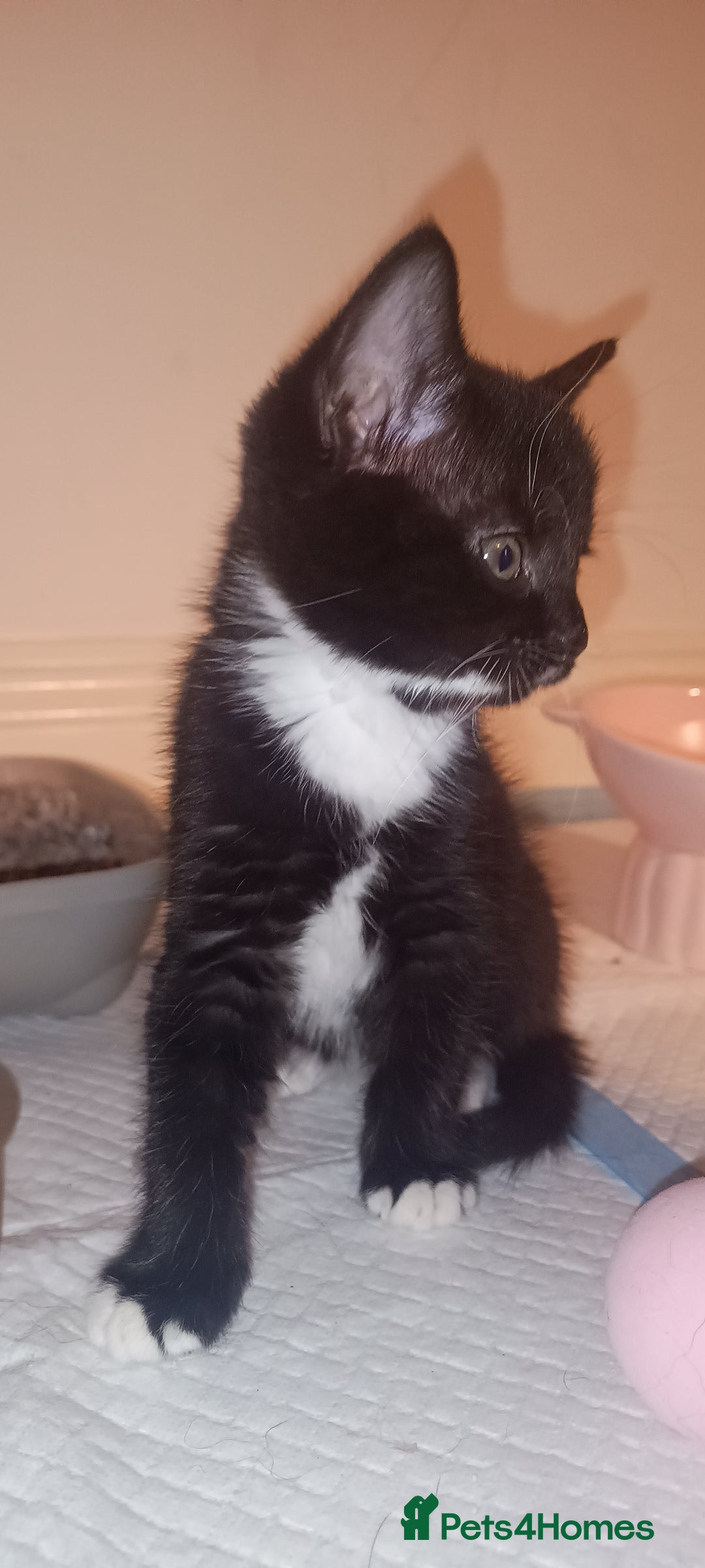 British Shorthair cats for sale: 8 week old female kitten - Image 3
