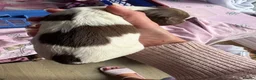 English Springer Spaniel dogs for sale: Litter of springer spaniel puppies!  - Advert 5