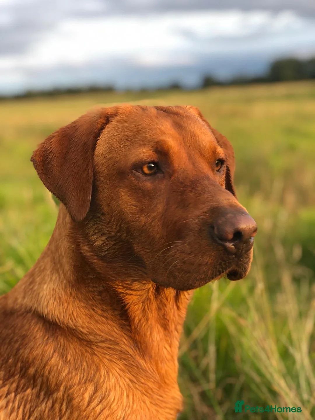 Goldador dogs for sale: Goldador puppies in Norwich - Advert 2