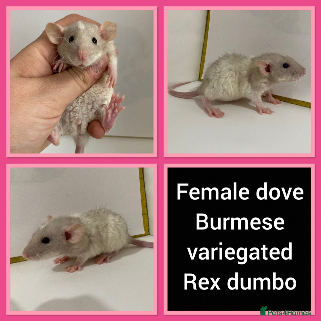Rat rodents for sale: Adorable Dumbo Baby Rats ❤️ - Image 23