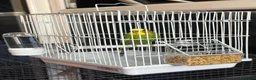 Budgerigars birds for sale: 🐦Male Budgie for Sale–£50(Cage&Delivery Included) - Advert 3