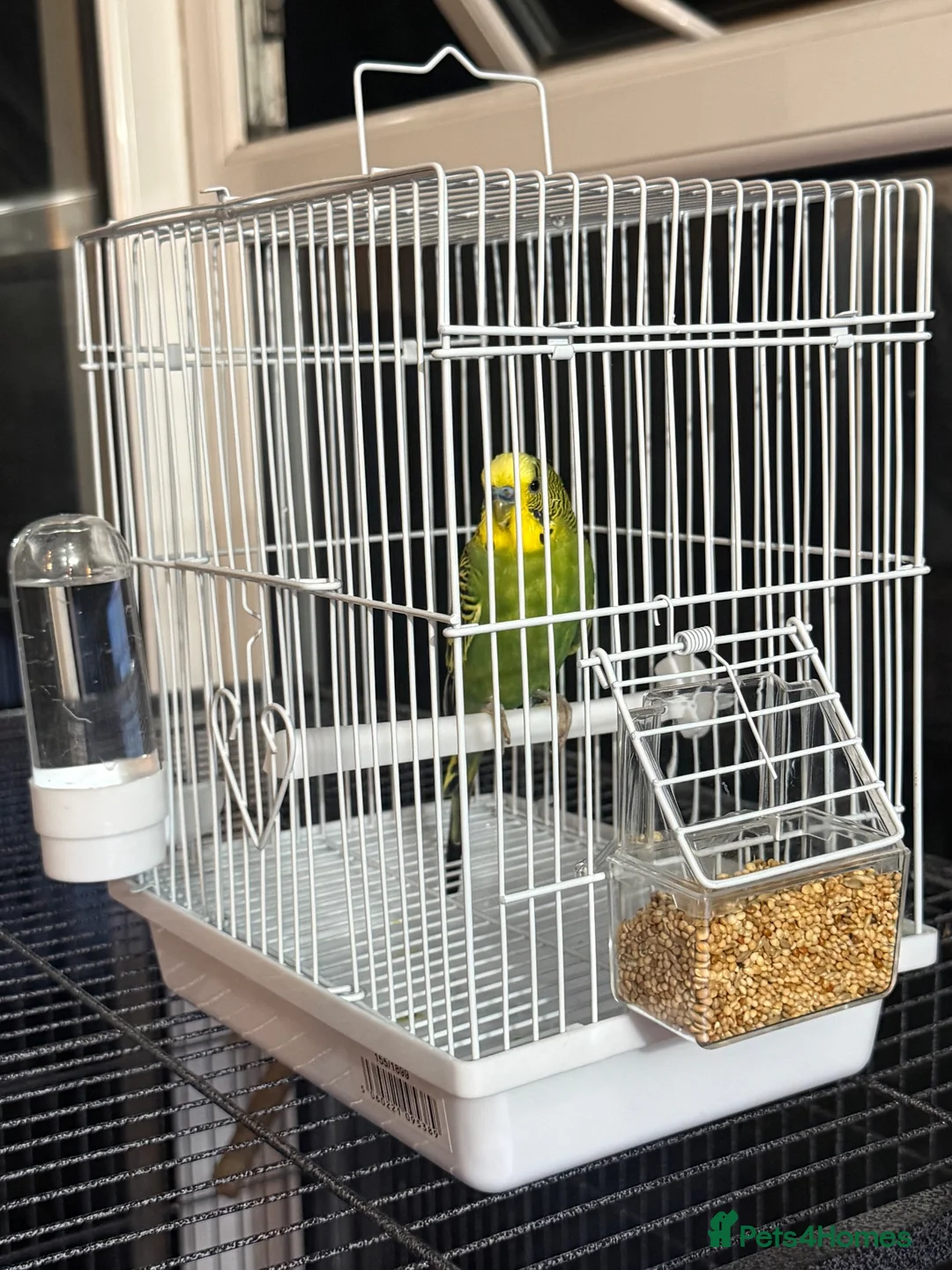 Budgerigars birds for sale: 🐦Male Budgie for Sale–£50(Cage&Delivery Included) - Advert 3