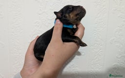 Rottweiler dogs for sale: 🐶 Rottweiler Puppies – German ADRK Bloodlines - Image 4
