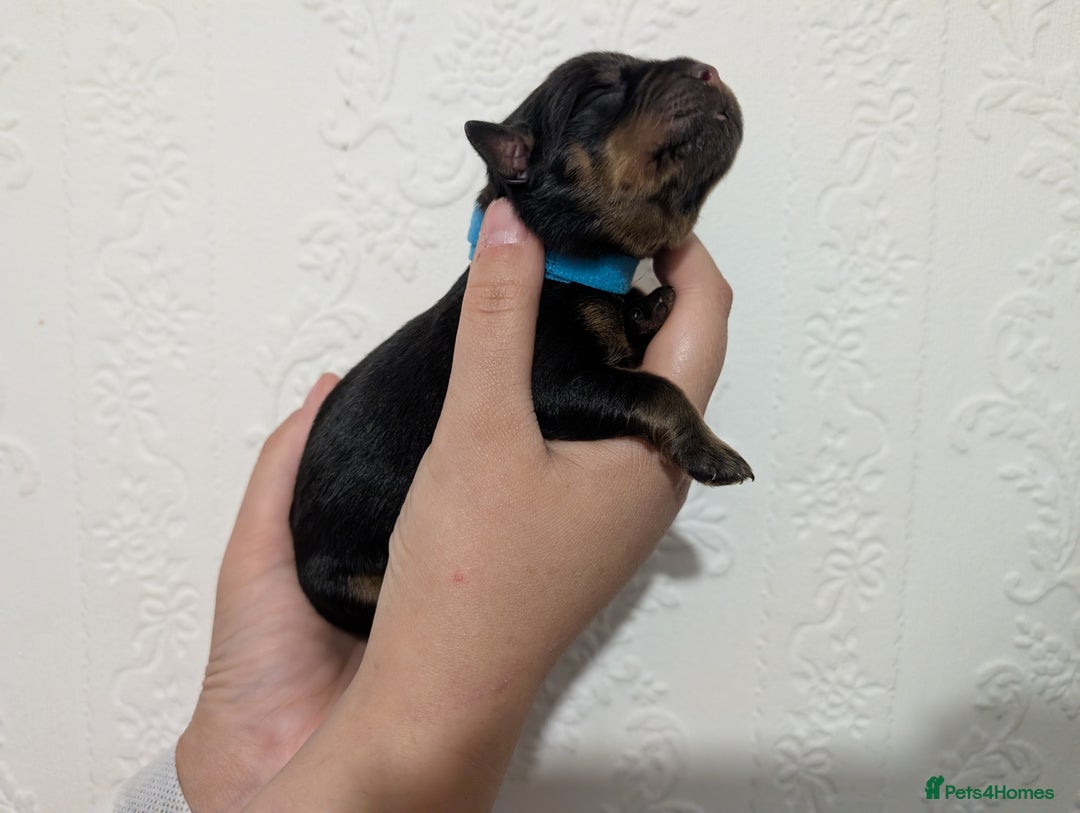 Rottweiler dogs for sale: 🐶 Rottweiler Puppies – German ADRK Bloodlines - Image 4
