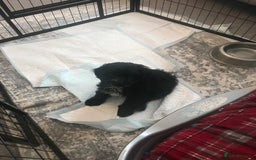 Cockapoo dogs for sale: 🐩🐶STUNNING F1 COCKAPOO PUPPIES🐶🐩 - Image 24
