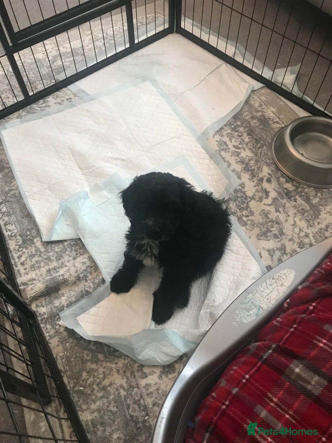 Cockapoo dogs for sale: 🐩🐶STUNNING F1 COCKAPOO PUPPIES🐶🐩 - Image 24