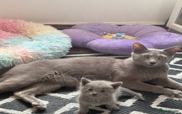 Russian Blue cats for sale: TICA pedigree Russian blue kittens 🐱  - Image 32