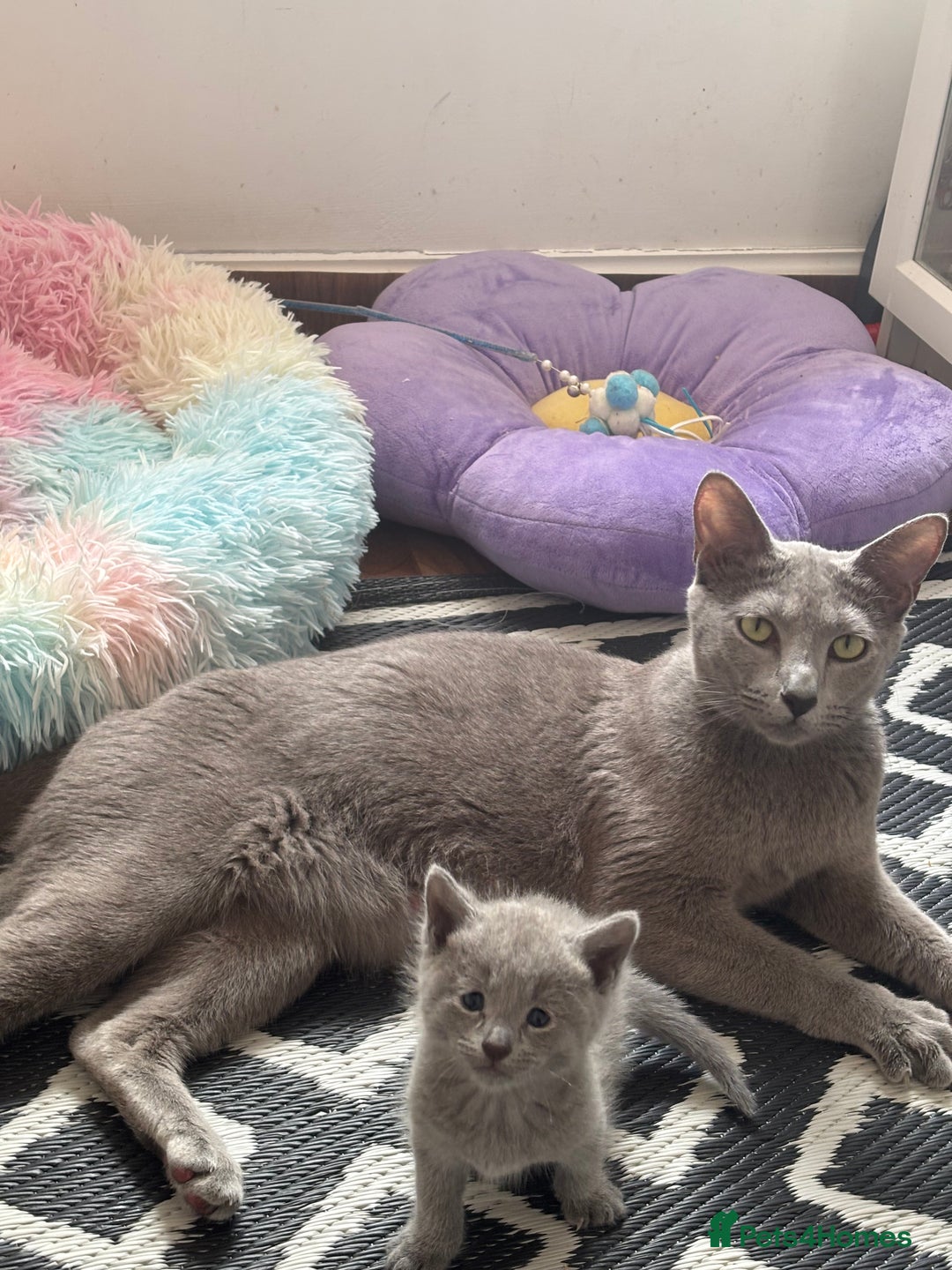 Russian Blue cats for sale: TICA pedigree Russian blue kittens 🐱  - Image 32