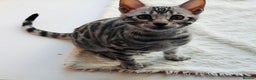 Bengal cats for sale: Stunning silver bengal girl  - Advert 6