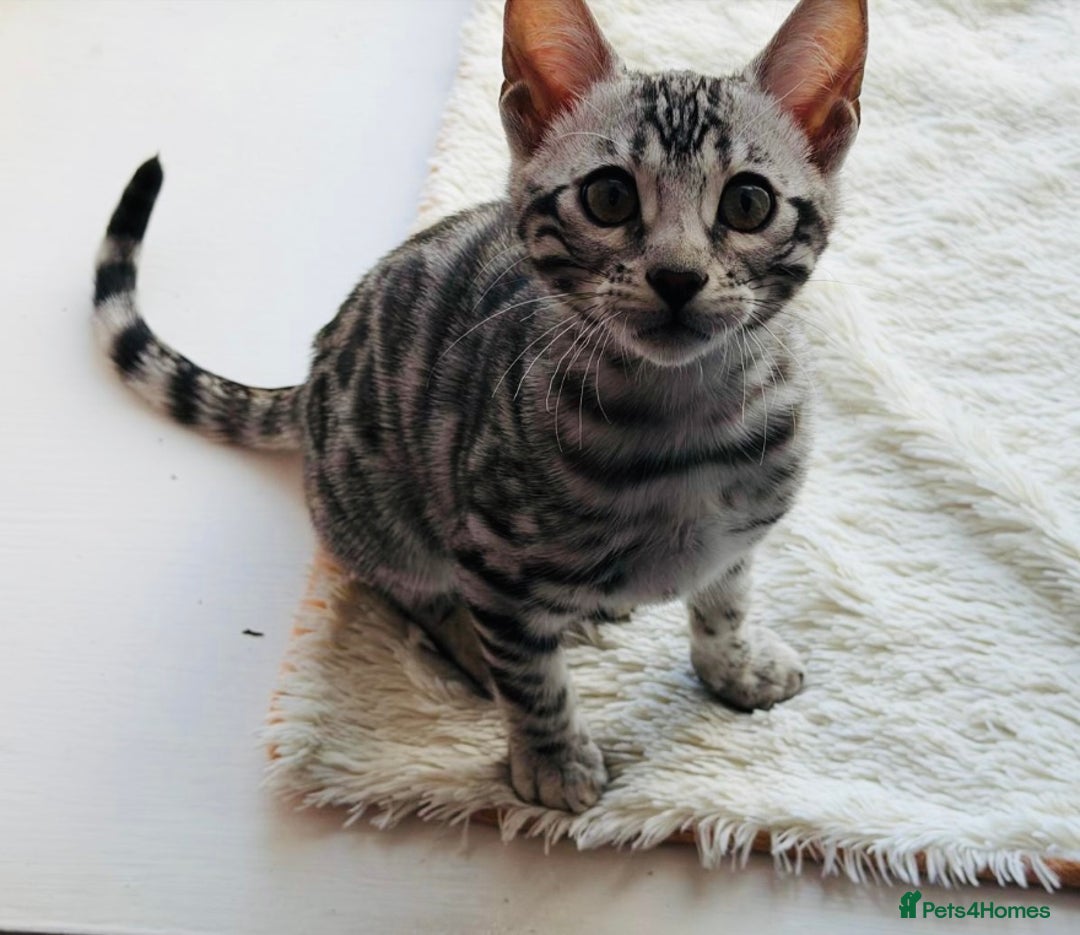 Bengal cats for sale: Stunning silver bengal girl  - Advert 6