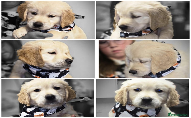 Golden Retriever dogs - Advert 1