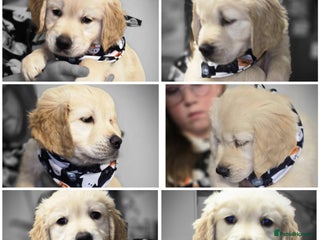 Golden Retriever dogs - Advert 9