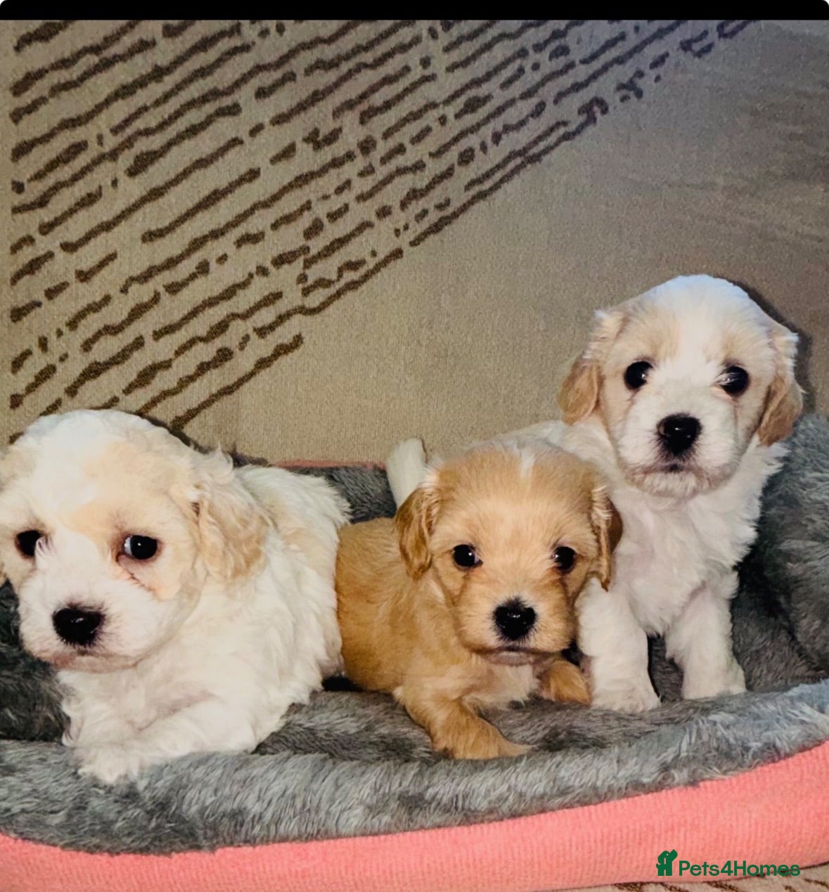 Maltipoo dogs 🐶 stunning maltipoo puppies 🐶 - Advert 1