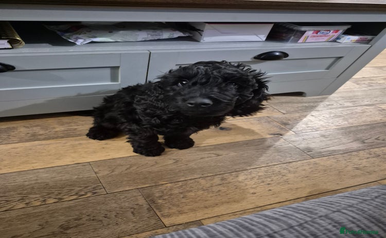 Cockapoo dogs in Wisbech - Advert 7