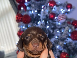 Dachshund dogs Dachshund puppies - Advert 1