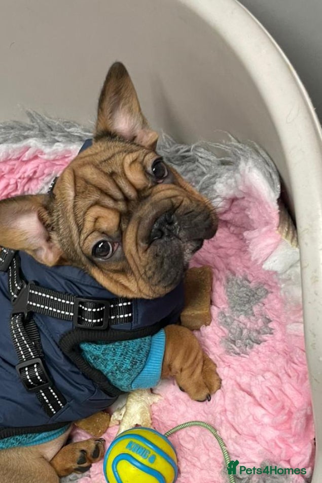 French Bulldog dogs 🐾 KC FRENCHIE PUPS 🐾 ready to leave last boy   - Advert 6