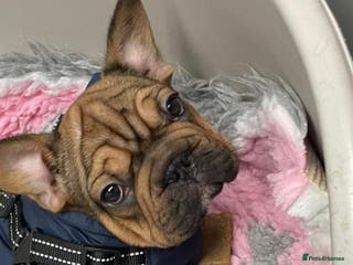 French Bulldog dogs 🐾 KC FRENCHIE PUPS 🐾 ready to leave last boy - Advert 2