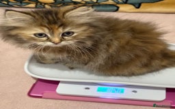 Ragdoll cats for sale: Ragdoll + Persian Breed London  - Image 6