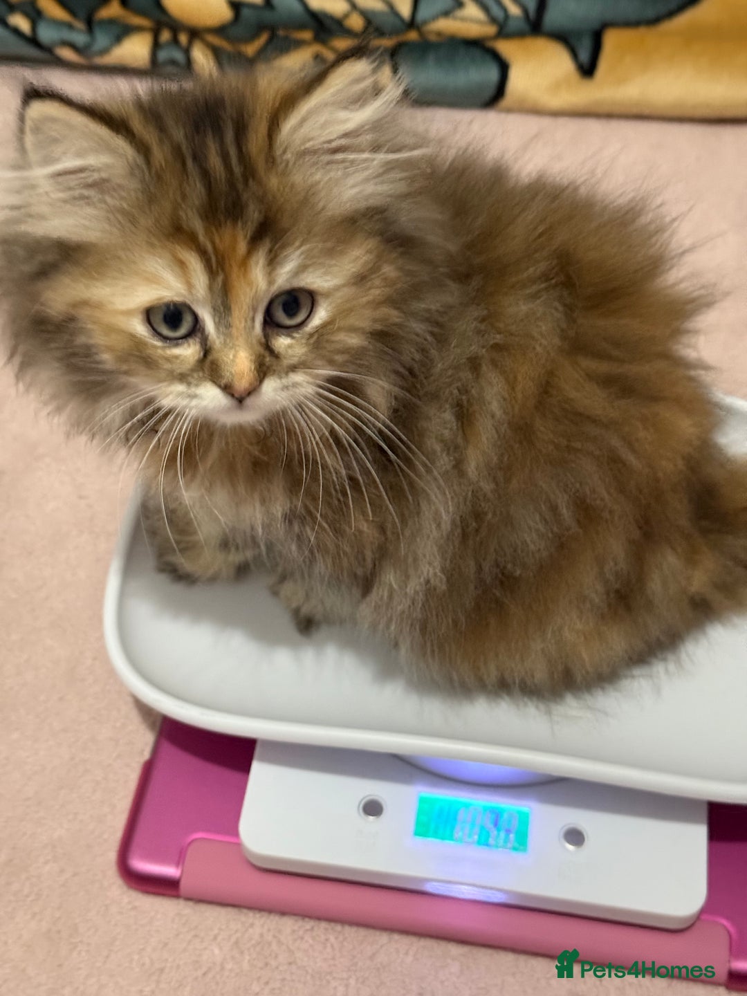 Ragdoll cats for sale: Ragdoll + Persian Breed London  - Image 6