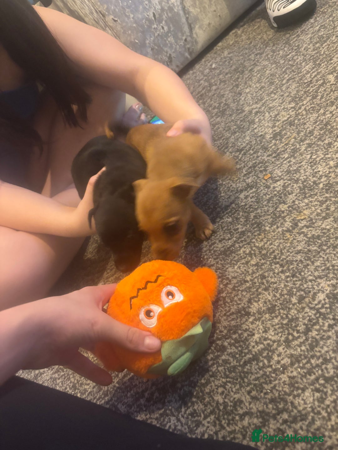 Jack Russell dogs for sale: Hi these are my beautiful Jack Russel puppies  - Advert 2