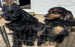 Cocker Spaniel dogs for sale: Retirement home  - Image 18