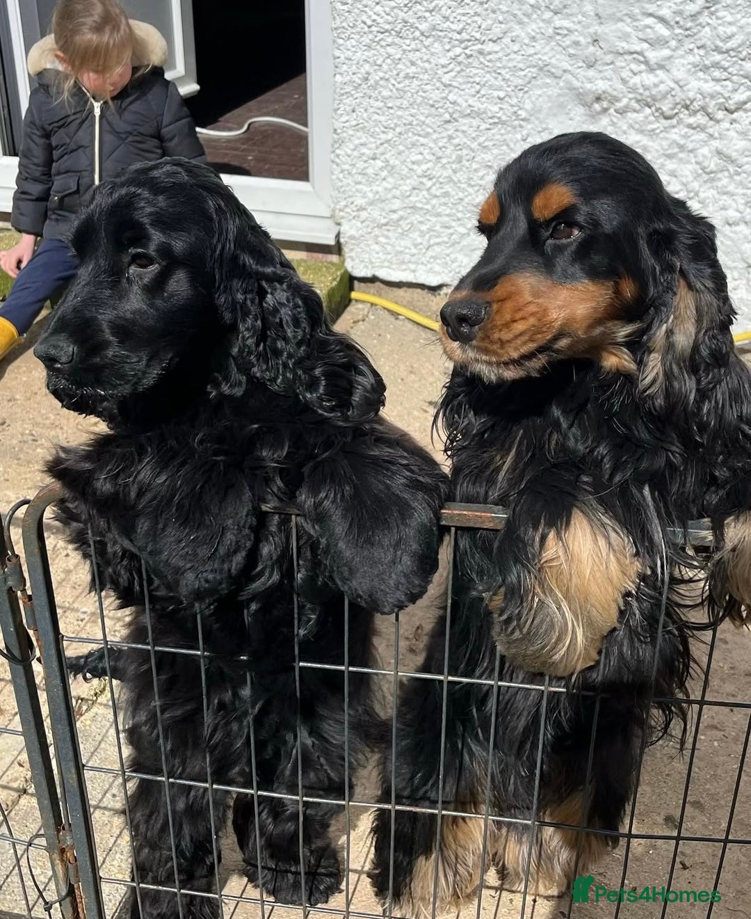 Cocker Spaniel dogs for sale: Retirement home  - Image 18