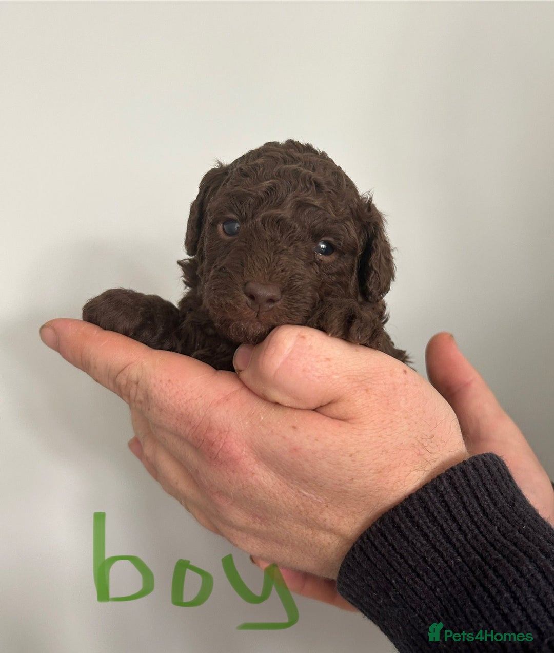 Toy Poodle dogs for sale: Beautiful pure chocolate & phantom Toy Poodles - Advert 4
