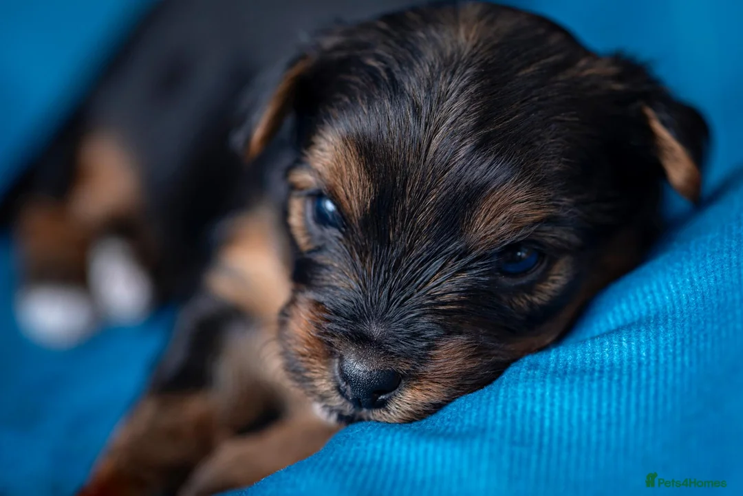 Yorkshire Terrier dogs for sale: The most adorable Yorkshire puppies  - Advert 2