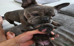 Frug dogs for sale: ✨French Bulldog Puppies Looking for Loving Homes✨  - Advert 4