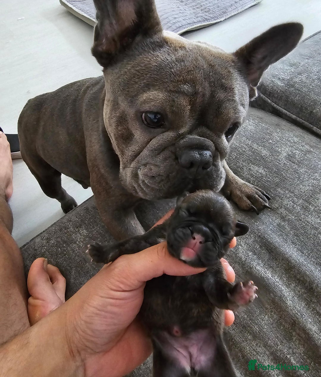 Frug dogs for sale: ✨French Bulldog Puppies Looking for Loving Homes✨  - Advert 4