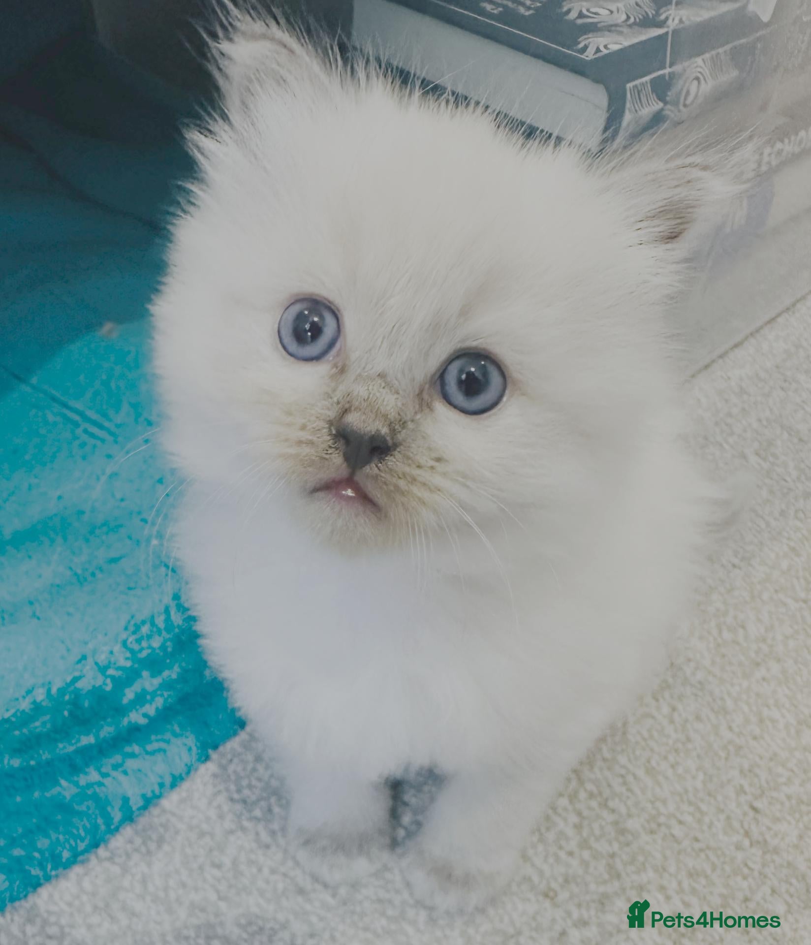 Ragdoll cats Blue point Ragdoll Kitten - Ready to Go - Advert 1