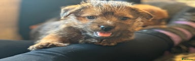 Norfolk Terrier Puppy 2