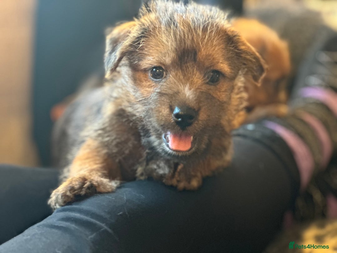 Norfolk Terrier dogs for sale: Stunning kc reg norfolk terrier boys  - Advert 17
