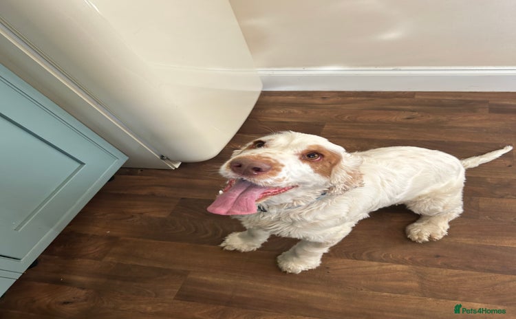Cocker Spaniel dogs - Advert 1