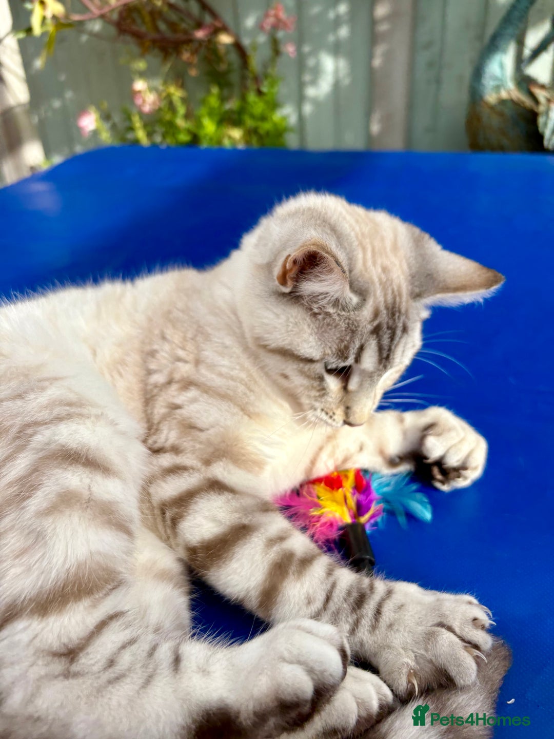 Keetso cats for sale: Gorgeous keetso female  - Image 6