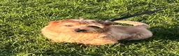 Norfolk Terrier dogs for sale: Lovely sweet boy - Advert 3