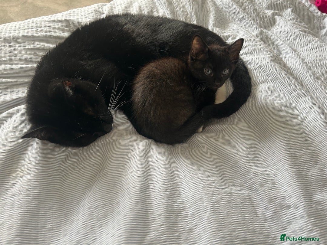 Domestic Shorthair cats for sale: Kittens  - Image 2