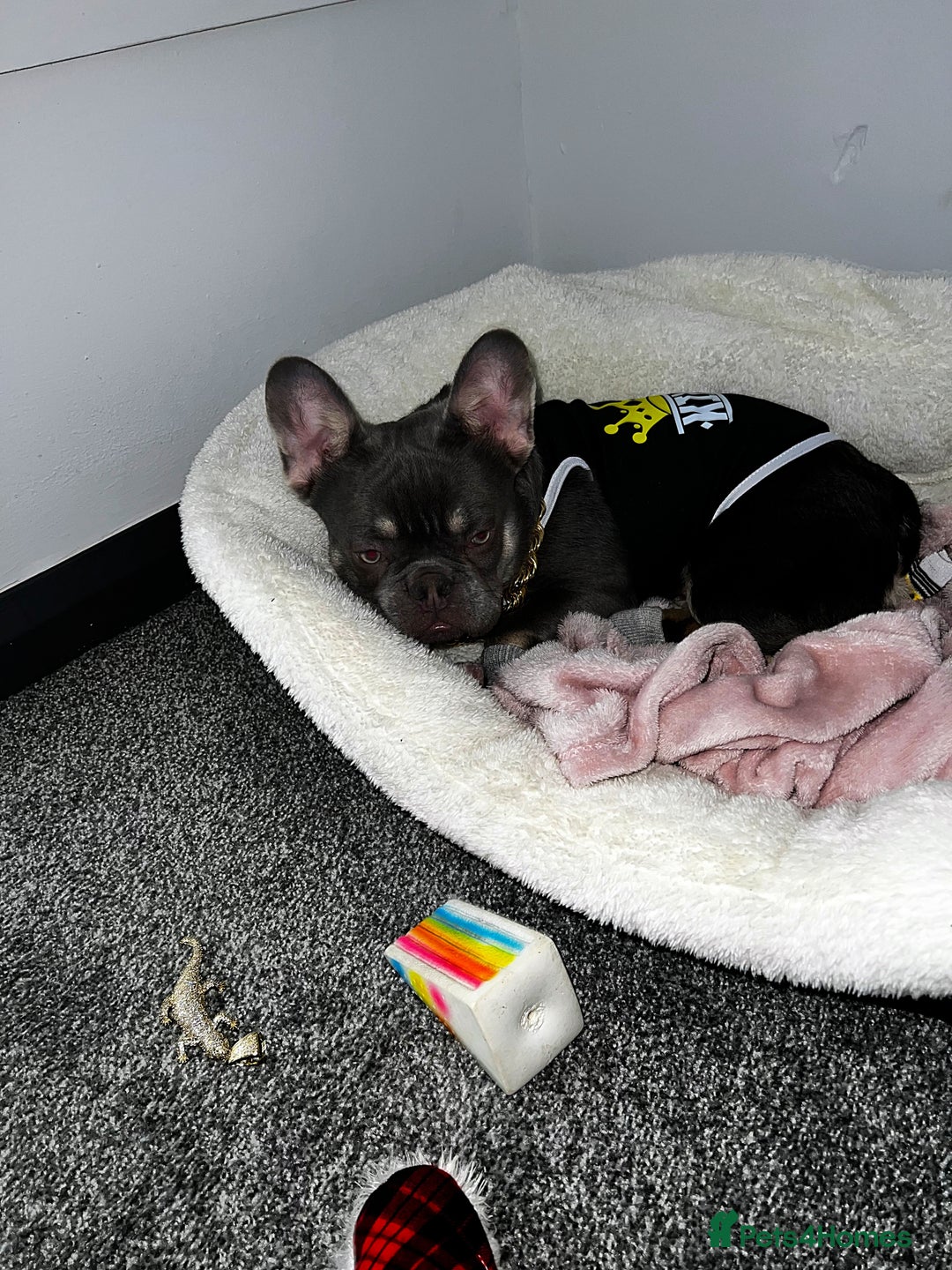 French Bulldog dogs for sale: Adorable 3-Year-Old Male & Female French Bulldog - Advert 26