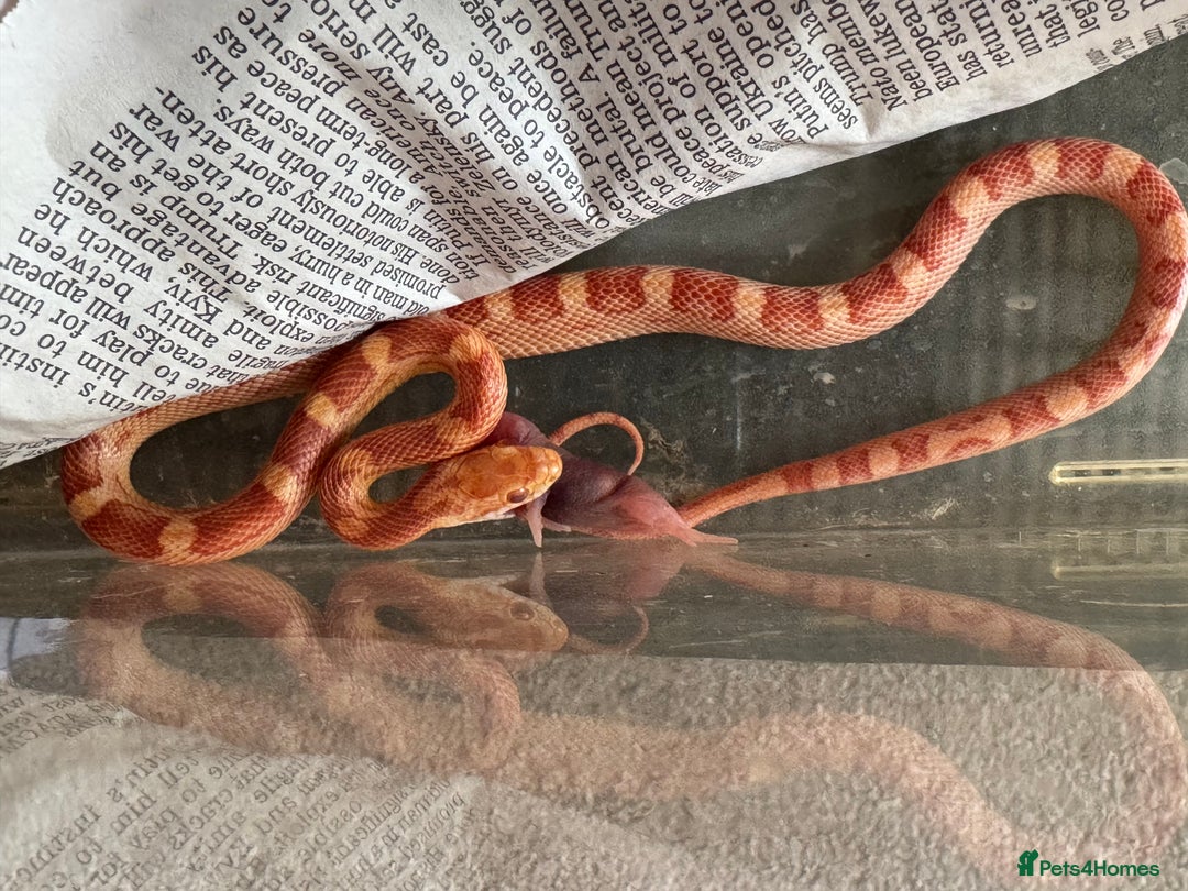 Corn Snake reptiles for sale: Baby corn snakes for rehoming in Witham - Image 5
