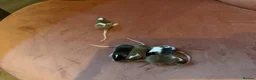 Mouse rodents for sale: Baby fancy pet mice boys-beautiful colours inc tri - Advert 6