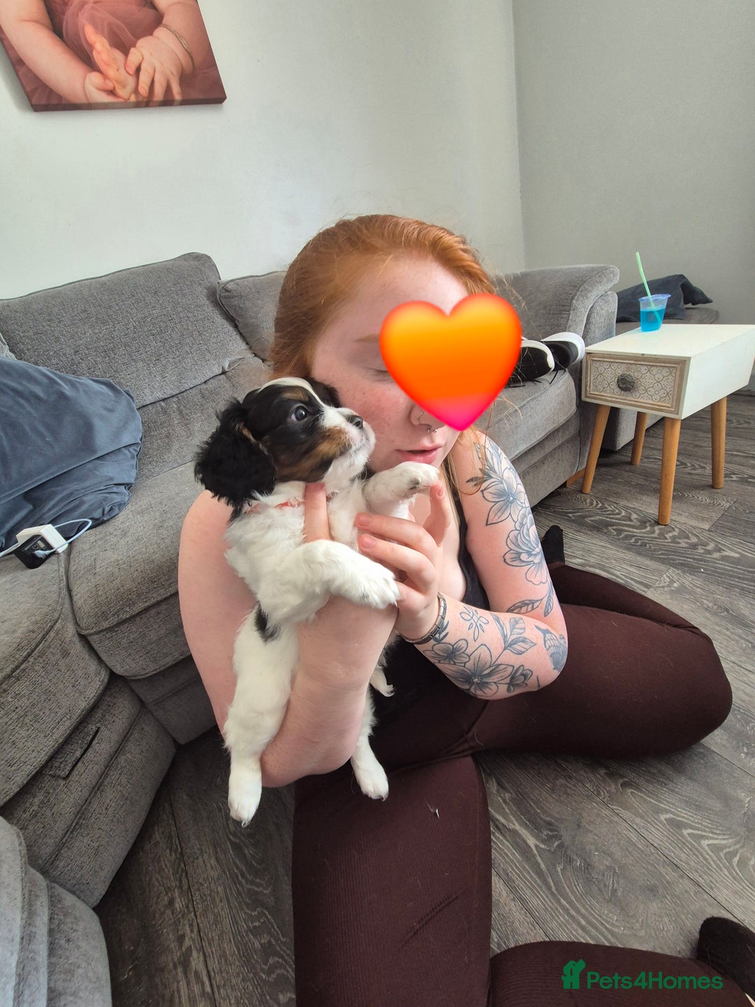 Cockalier dogs for sale: Cavalier king Charles spaniel x cocker spaniel  - Image 14