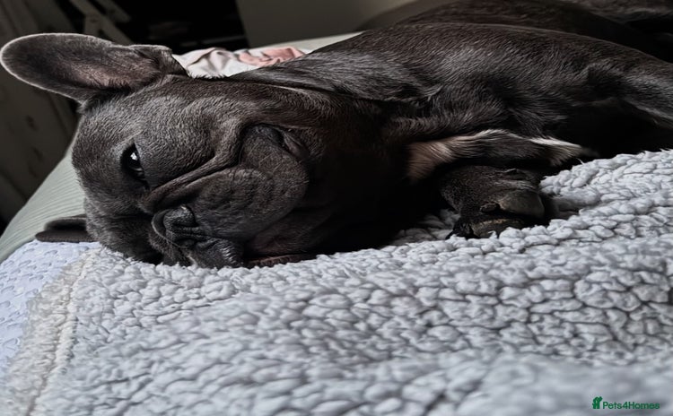 French Bulldog dogs - Advert 13