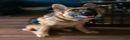 German Shepherd dogs for sale: Gorgeous Female German Shepherd Puppy  - Advert 5